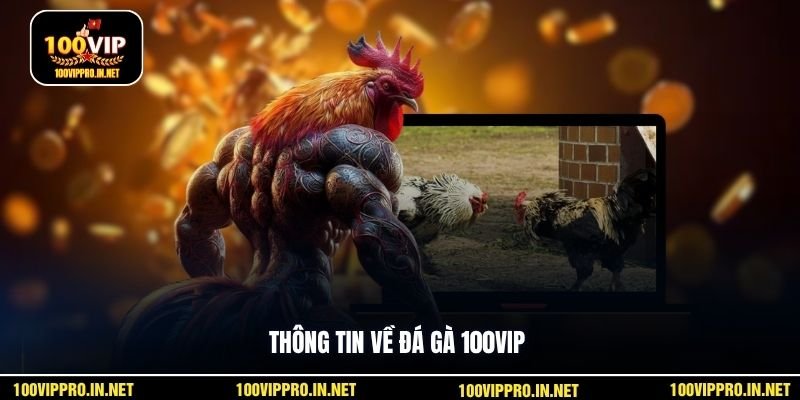 Thông tin về đá gà 100VIP